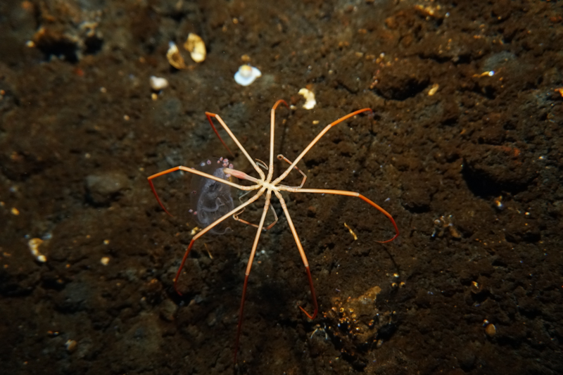 Image: Timothy R. Dwyer (PolarTREC 2016), Courtesy of ARCUS